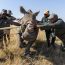 120 Southern White Rhinos Rewilded To Greater Kruger By African Parks. Discover This Historic Conservation Effort And What It Means For Africa’s Rhino Future.