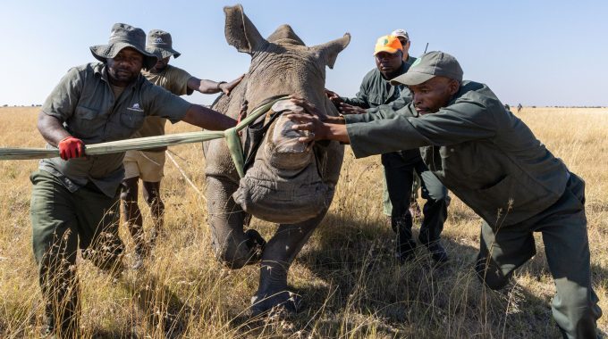 120 Southern White Rhinos Rewilded To Greater Kruger By African Parks. Discover This Historic Conservation Effort And What It Means For Africa’s Rhino Future.