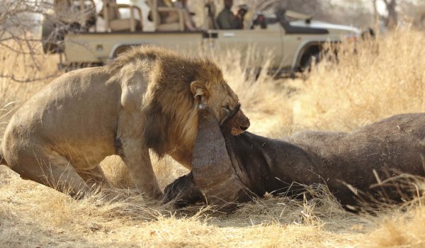 From Gorilla Trekking And Victoria Falls To The Pyramids Of Giza And Zanzibar Beaches, Discover The 17 Best Things To Do In Africa For Unforgettable Wildlife, Culture, And Adventure Experiences Across The Continent.