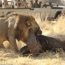 From Gorilla Trekking And Victoria Falls To The Pyramids Of Giza And Zanzibar Beaches, Discover The 17 Best Things To Do In Africa For Unforgettable Wildlife, Culture, And Adventure Experiences Across The Continent.