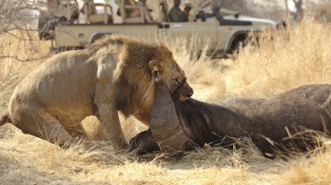 From Gorilla Trekking And Victoria Falls To The Pyramids Of Giza And Zanzibar Beaches, Discover The 17 Best Things To Do In Africa For Unforgettable Wildlife, Culture, And Adventure Experiences Across The Continent.