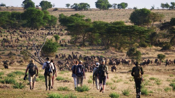Discover The Best African Walking Safaris In Zambia, Zimbabwe, Botswana, And South Africa. Explore On Foot With Expert Guides And Unforgettable Wildlife.