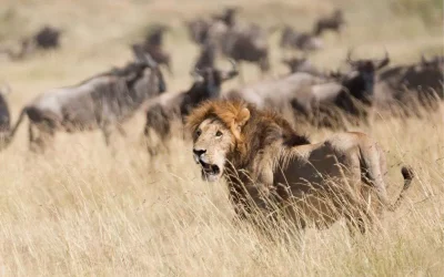 Plan Your African Lion Safari With Expert Tips On Where To See Lions, How To Stay Safe, And What To Avoid. Discover Ethical Travel Tips And The Best Destinations In Africa.