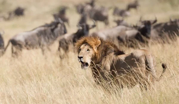 Plan Your African Lion Safari With Expert Tips On Where To See Lions, How To Stay Safe, And What To Avoid. Discover Ethical Travel Tips And The Best Destinations In Africa.