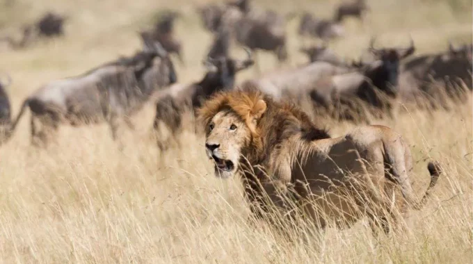 Plan Your African Lion Safari With Expert Tips On Where To See Lions, How To Stay Safe, And What To Avoid. Discover Ethical Travel Tips And The Best Destinations In Africa.