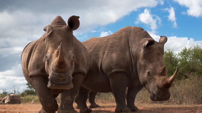 Explore The Latest Breakthroughs In African Rhino Conservation—from IVF In Kenya To Dehorning In South Africa And Rhino Rewilding Across The Continent.