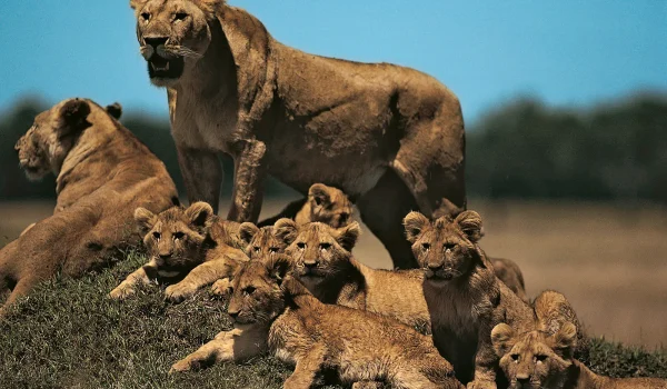 Explore The Best Places To See The Big 5 Animals In Africa, Including Top Safari Parks In Kenya, Tanzania, South Africa, Botswana, And Namibia. Learn When To Go, What To Expect, And How To Plan Your Ultimate Big 5 Safari Adventure.