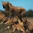 Explore The Best Places To See The Big 5 Animals In Africa, Including Top Safari Parks In Kenya, Tanzania, South Africa, Botswana, And Namibia. Learn When To Go, What To Expect, And How To Plan Your Ultimate Big 5 Safari Adventure.