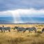 Best Time To Visit Ngorongoro Crater: Month-by-Month Tanzania Safari Guide