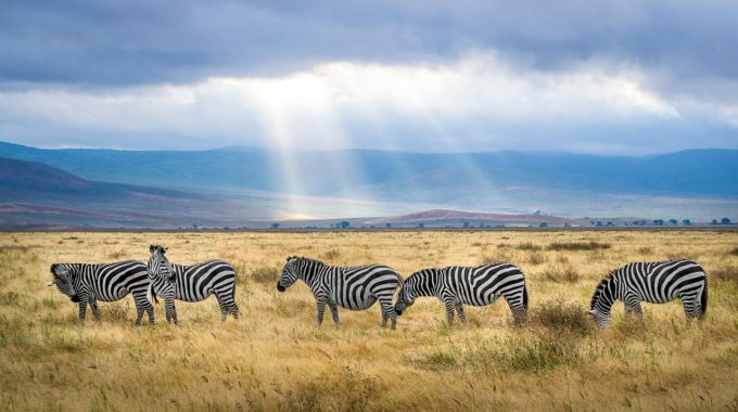 Best Time To Visit Ngorongoro Crater: Month-by-Month Tanzania Safari Guide