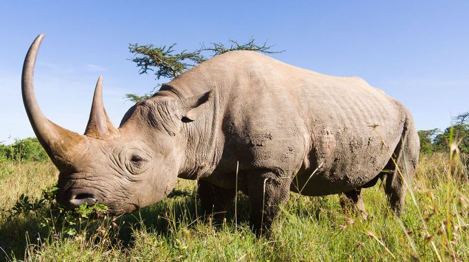 Discover The Best Places To See The Big 5 In South Africa, From Kruger And Sabi Sands To Malaria-free Reserves Like Madikwe And Addo. Compare Private Vs National Parks, Top Lodges, And Ideal Travel Times For Unforgettable Safari Experiences.