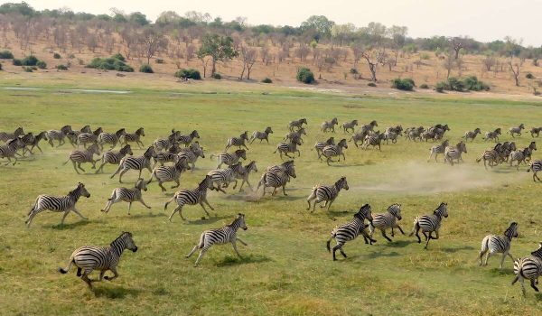 Discover The Spectacular Botswana Zebra Migration—Africa’s Longest Mammal Migration. Find Out Where To Go, When To Visit, And How To Book Your Zebra Safari In 2025.