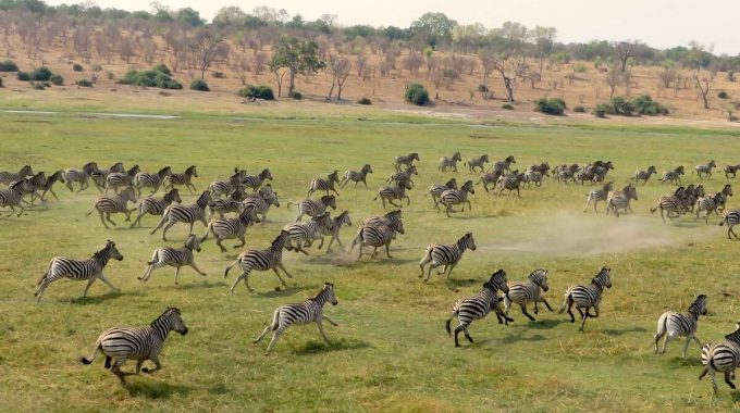 Discover The Spectacular Botswana Zebra Migration—Africa’s Longest Mammal Migration. Find Out Where To Go, When To Visit, And How To Book Your Zebra Safari In 2025.