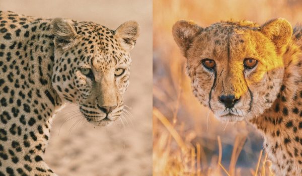 Learn How To Tell The Difference Between Cheetahs And Leopards On Safari. Compare Build, Spots, Behavior, Speed, And More In This Expert Wildlife Guide.
