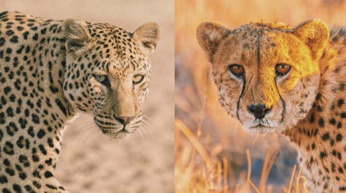 Learn How To Tell The Difference Between Cheetahs And Leopards On Safari. Compare Build, Spots, Behavior, Speed, And More In This Expert Wildlife Guide.