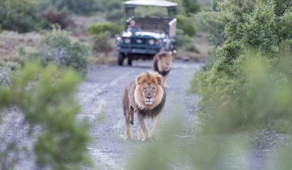Discover 10 Essential Tips To Help You Plan An Affordable African Safari. Learn How To Choose Budget-friendly Destinations, Book Cheap Flights, Use Local Transport, And Save On Park Fees Without Sacrificing The Safari Experience.