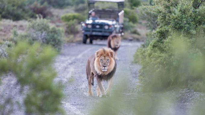 Discover 10 Essential Tips To Help You Plan An Affordable African Safari. Learn How To Choose Budget-friendly Destinations, Book Cheap Flights, Use Local Transport, And Save On Park Fees Without Sacrificing The Safari Experience.