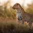 Kruger Vs Hwange Safari: Which African Park Is Best?