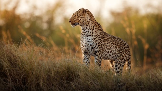 Kruger Vs Hwange Safari: Which African Park Is Best?