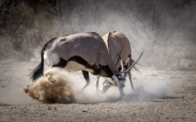 Discover The Top Animals Of The Kalahari Desert—from Black-maned Lions To Meerkats And Scorpions—and The Best Parks To See Them In Botswana, Namibia & South Africa.