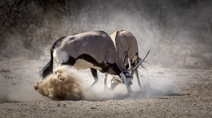 Discover The Top Animals Of The Kalahari Desert—from Black-maned Lions To Meerkats And Scorpions—and The Best Parks To See Them In Botswana, Namibia & South Africa.
