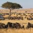 Witness The Incredible Masai Mara Migration In Kenya And Explore The Diverse Wildlife You Can See Year-round—from Lions, Cheetahs, And Elephants To Rare Birds And River Predators. Plan Your Best Safari Experience In The Mara.