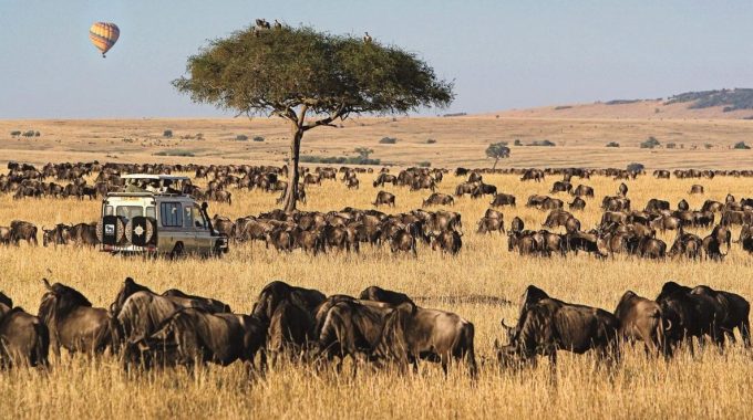 Witness The Incredible Masai Mara Migration In Kenya And Explore The Diverse Wildlife You Can See Year-round—from Lions, Cheetahs, And Elephants To Rare Birds And River Predators. Plan Your Best Safari Experience In The Mara.