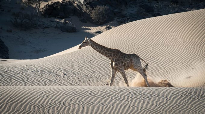 Discover The Most Fascinating Animals Of Namibia’s Namib Desert—from Oryx And Desert Elephants To Fog Beetles And Sidewinders—and The Best Places To Spot Them.