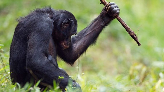 Discover Africa’s Most Protected Animals—from Elephants To Pangolins—and Where To See Them In The Wild Responsibly, With Safari And Conservation Tips.