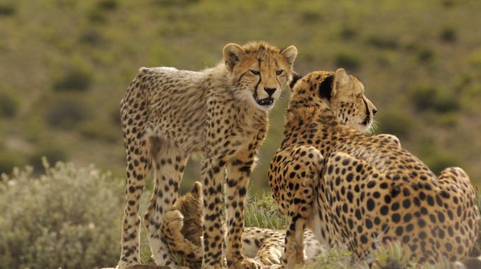 Explore Sanbona Wildlife Reserve In South Africa—Big 5 Safaris, Eco-luxury Lodges, San Rock Art, And Award-winning Conservation In The Little Karoo.