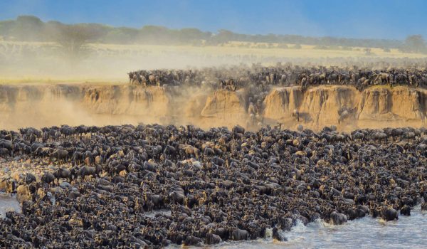 Experience The Epic Serengeti Migration In Tanzania—over 1.5 Million Wildebeest, Zebras, And Gazelles On The Move. Learn The Best Times To Go, Where To Witness River Crossings, And How To Plan Your Great Migration Safari.