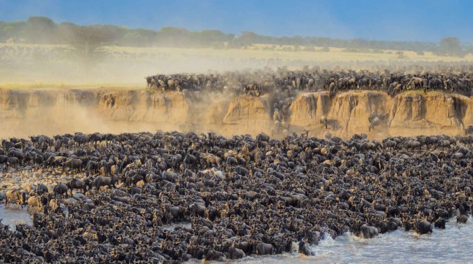 Experience The Epic Serengeti Migration In Tanzania—over 1.5 Million Wildebeest, Zebras, And Gazelles On The Move. Learn The Best Times To Go, Where To Witness River Crossings, And How To Plan Your Great Migration Safari.