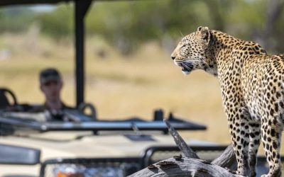 Affordable 7-day African Safari Tours Under $1200. Explore Kruger, Namibia, And Mozambique With Big 5 Game Drives, Beaches, And Desert Adventures.