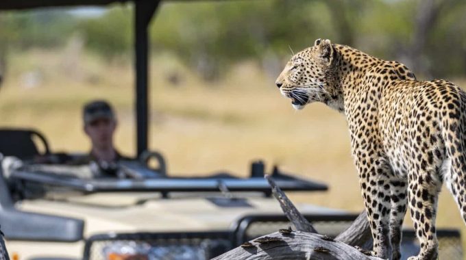 Affordable 7-day African Safari Tours Under $1200. Explore Kruger, Namibia, And Mozambique With Big 5 Game Drives, Beaches, And Desert Adventures.