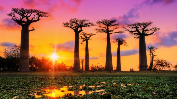 From Iconic African Baobabs To Madagascar’s Rarest Species, Explore The Continent’s Extraordinary Baobab Trees, Their Cultural Roles, And Where To See Them.