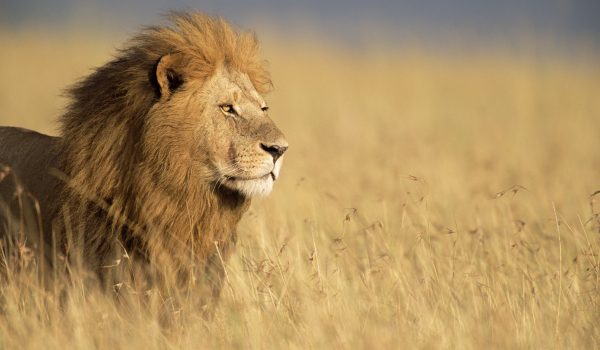 The Big 5 Animals In African Culture: Myths, Totems & Tribal Significance