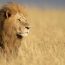 The Big 5 Animals In African Culture: Myths, Totems & Tribal Significance
