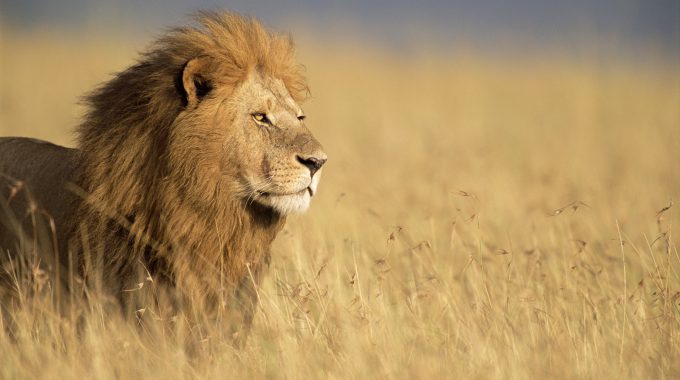 The Big 5 Animals In African Culture: Myths, Totems & Tribal Significance