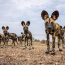 Thrilling African Animals: Big 5 & Top Wildlife To Encounter On Safari