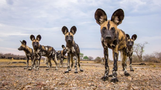Thrilling African Animals: Big 5 & Top Wildlife To Encounter On Safari