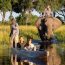Discover Expert Tips For Planning Your Okavango Delta Safari—from The Best Time To Visit And Wildlife To Mokoro Vs Game Drive Safaris, Health Advice, And Top Camps. Make The Most Of Your Botswana Adventure With This Complete Safari Guide.