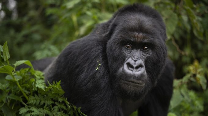 African Safaris To Must-Visit UNESCO World Heritage Sites