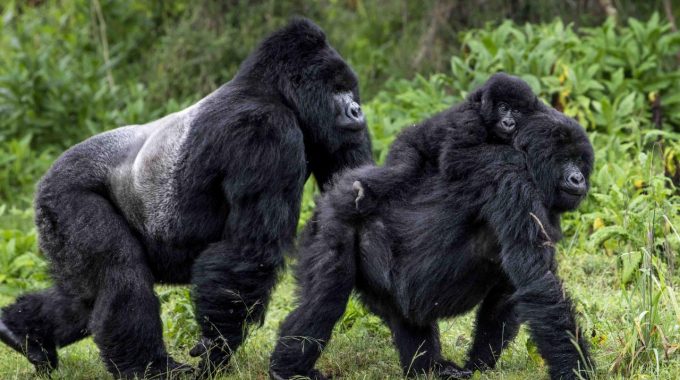 Explore The Best Primate Safaris In Africa—track Gorillas, Chimpanzees, And Lemurs In Uganda, Rwanda, Madagascar, And More. Ethical And Unforgettable Adventures.