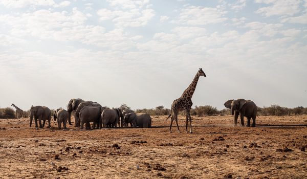 Top Short African Safaris For Last-Minute Summer Vacations