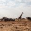 Top Short African Safaris For Last-Minute Summer Vacations