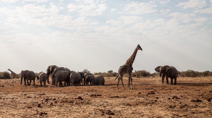 Top Short African Safaris For Last-Minute Summer Vacations