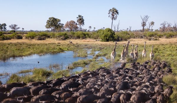 Planning A Trip To Botswana’s Okavango Delta? Discover Where The Okavango Delta Is Located, How To Get There, And The Best Time To Visit For Wildlife, Mokoro Safaris, Birdwatching, And Scenic Flood Season Views.