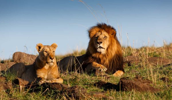 Discover The Best Places To See Lions In Africa, From The Serengeti And Masai Mara To Rare White Lions In Timbavati And Tree-climbing Lions In Uganda. Plan The Ultimate Lion Safari Adventure Across East, Southern, And Central Africa.
