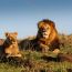 Discover The Best Places To See Lions In Africa, From The Serengeti And Masai Mara To Rare White Lions In Timbavati And Tree-climbing Lions In Uganda. Plan The Ultimate Lion Safari Adventure Across East, Southern, And Central Africa.