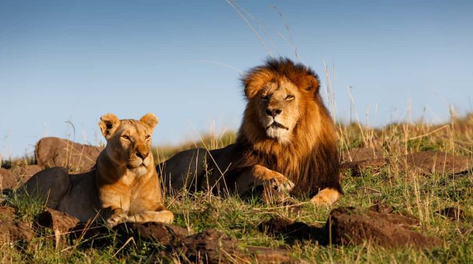 Discover The Best Places To See Lions In Africa, From The Serengeti And Masai Mara To Rare White Lions In Timbavati And Tree-climbing Lions In Uganda. Plan The Ultimate Lion Safari Adventure Across East, Southern, And Central Africa.